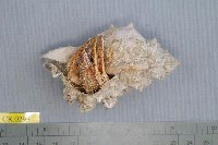 藏品(大棘寄居蟹)的圖片